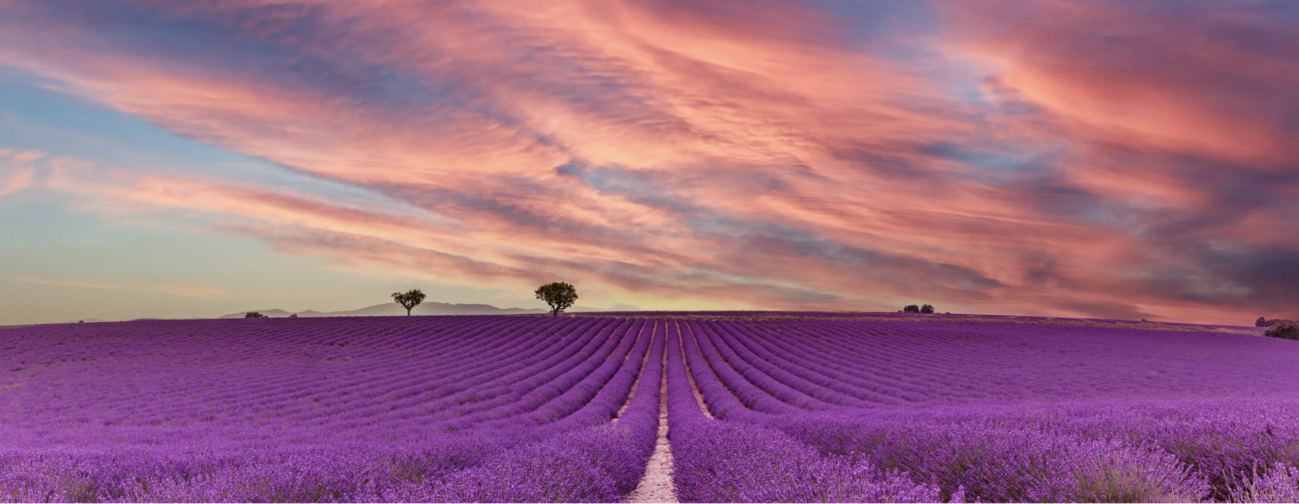 Lavender field at sunrise